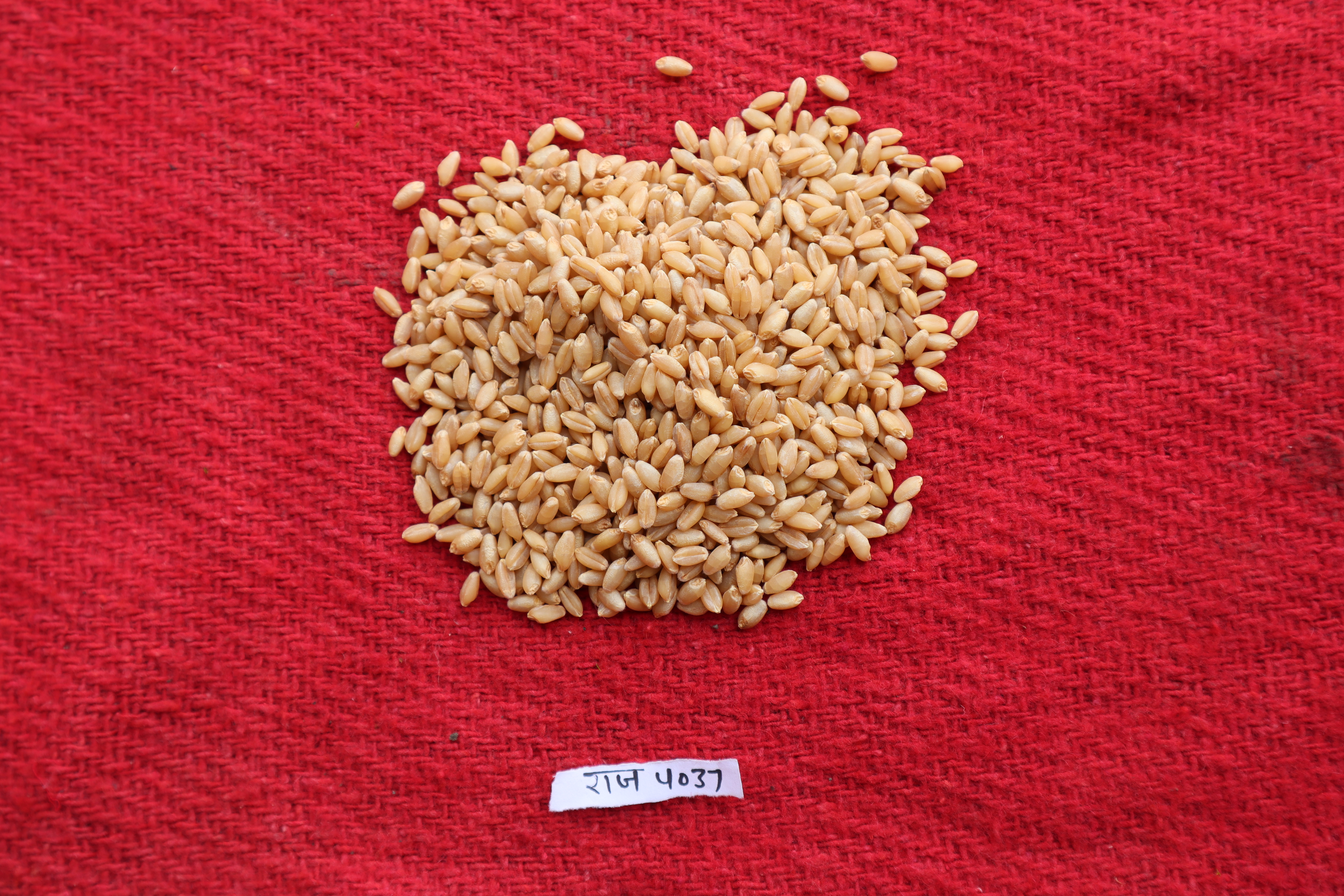Raj 4037 Wheat Seeds